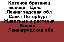 Котенок британец 2 месяца › Цена ­ 10 - Ленинградская обл., Санкт-Петербург г. Животные и растения » Кошки   . Ленинградская обл.